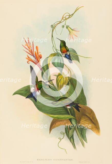 Eriocnemis cupreiventris (Coppery-vented Puff-Leg). Creators: John Gould, Henry Constantine Richter.