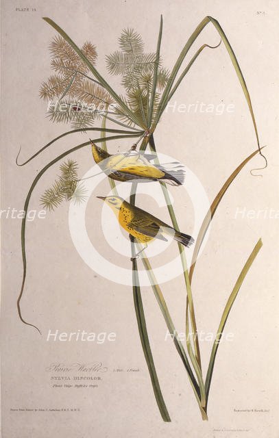 The prairie warbler. From "The Birds of America", 1827-1838. Creator: Audubon, John James (1785-1851).