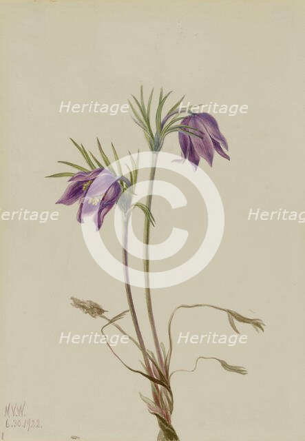 American Pasqueflower (Pulsatilla ludoviciana), 1922. Creator: Mary Vaux Walcott.