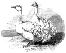 Sebastopol geese at the Crystal Palace poultry show, 1860. Creator: Harrison Weir.