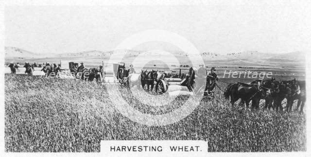 Harvesting wheat, Australia, 1928. Artist: Unknown