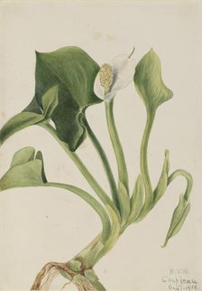 Wild Calla (Calla palustris), 1919. Creator: Mary Vaux Walcott.