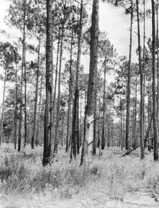 Turpentine trees in northern Florida, 1936. Creator: Dorothea Lange.