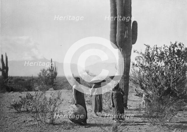 Saguaro fruit gatherers-Maricopa, c1907. Creator: Edward Sheriff Curtis.