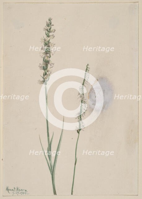 Nodding Ladies-Tresses (Ibidium cernum), 1905. Creator: Mary Vaux Walcott.