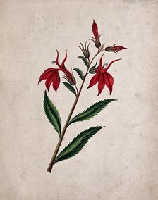 An unidentified flowering plant, c1890s. Creator: Etanmann.