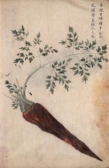 A carrot (Daucus carota): root with leaves. Creator: Unknown.