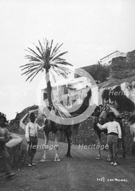 Men with camels, Las Palmas, Gran Canaria, Canary Islands, Spain, c1920s-c1930s(?). Artist: Unknown
