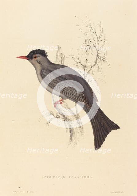 Hypsipetes Psaroides (Black Bulbul). Creator: Elizabeth Gould.