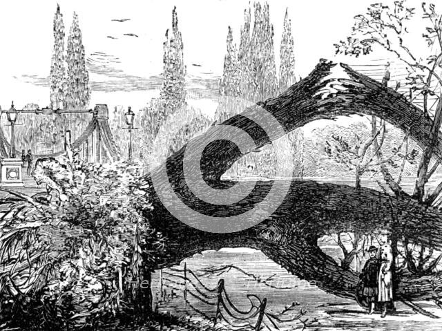 The Great Storm of Wind on Friday week: old elms blown down in St. James's Park, 1881. Creator: Unknown.