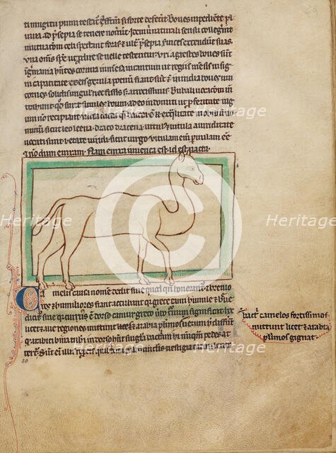A Camel; Northumberland Bestiary, about 1250-1260. Creator: Unknown.