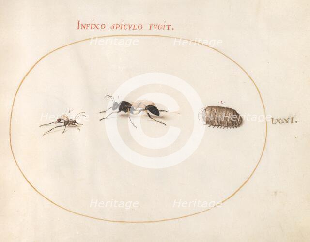 Plate 71: Two Wasps and a Pill Bug, c. 1575/1580. Creator: Joris Hoefnagel.