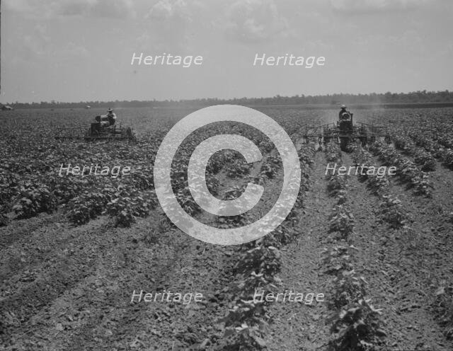 Tractors cultivating cotton, Aldridge Plantation, near Leland, Mississippi, 1937. Creator: Dorothea Lange.