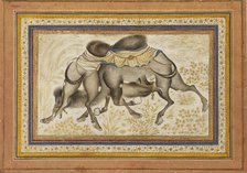 Page from a dispersed muraqqa‘, or album, depicting two camels fighting, painting c1675. Artist: Unknown.