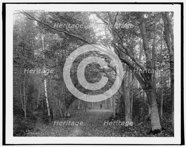 An autumn woodland, (1902?). Creator: William H. Jackson.
