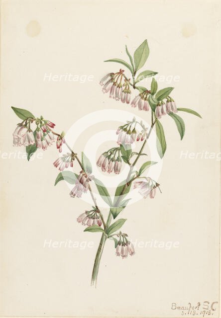 Pineland Blueberry (Vaccinium tenellum), 1918. Creator: Mary Vaux Walcott.