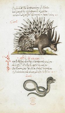 Pen and ink drawings of a porcupine and a snake, with colour wash, 1550s-1600. Creator: Daughter of Angelo Vergetio.