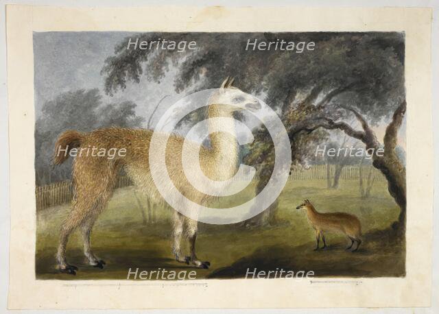 A llama and its young in a park, presumably Barrackpore, 1818-1820.  Creator: Sita Ram.