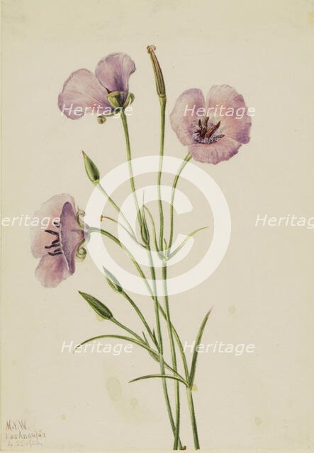 Lilac Mariposa (Calochortus splendens), 1926. Creator: Mary Vaux Walcott.