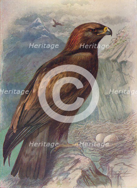 'Golden Eagle - A'quila chrysa'etus', c1910, (1910). Artist: George James Rankin.