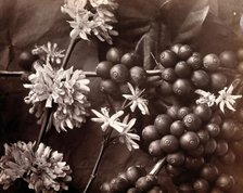 The blossom and fruit of a coffee tree (Coffea arabica), c1860s. Creator: Unknown.