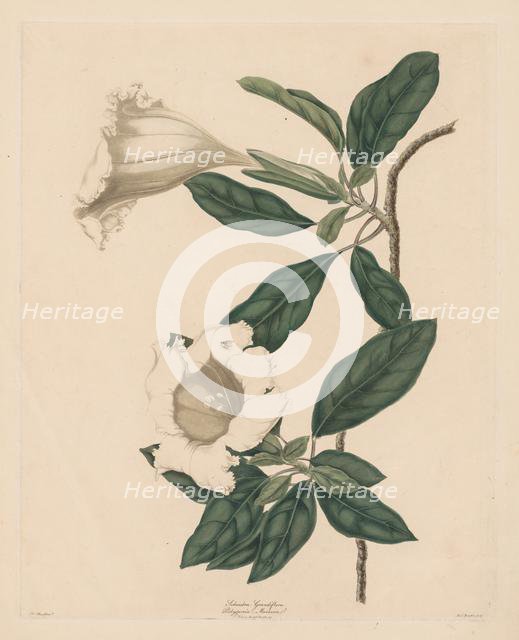 Chalice Vine, 1790. Creator: Maria Catharina Prestel (German, 1747-1794).