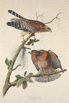 Red-shouldered Hawk, 1829. Creator: Robert Havell.