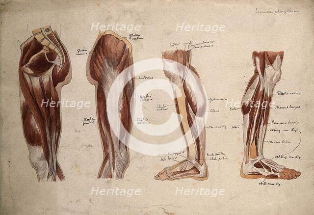 Muscles of the leg and foot: four écorché figures, 1880. Creator: Jeannette Mongredien.