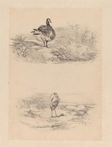 Oie, Heron. Creator: Karl Bodmer.