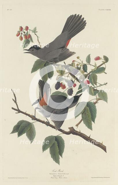 Cat Bird, 1832. Creator: Robert Havell.