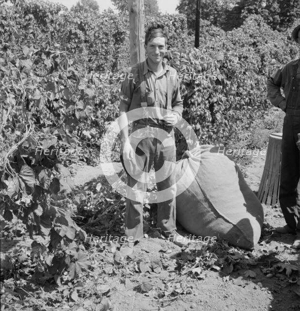 Young migrant worker brings his hops to weigh scales, near Independence, Polk County, Oregon, 1939. Creator: Dorothea Lange.