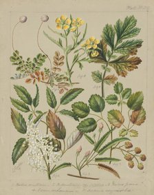 [Rubus australis; R.australis - globra; R.parva; Geum urbanum; Acaena sanguisorboe], c.1885. Creator: Sarah Featon.