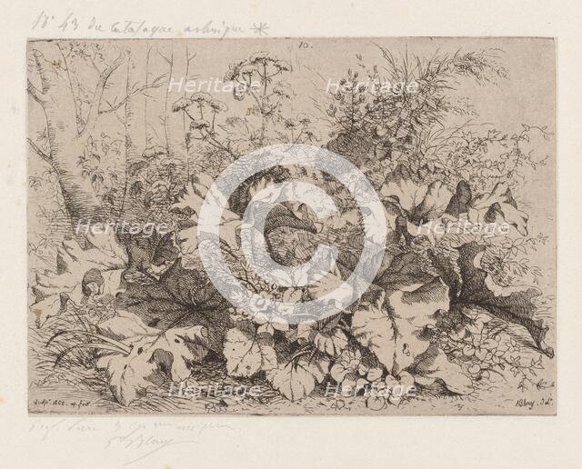 Burdock in Bloom, 1858. Creator: Eugene Blery.
