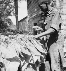 Possibly: Tobacco strung on sticks, Granville County, North Carolina, 1939. Creator: Dorothea Lange.