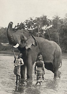'Elefant in der Mahavaliganga', 1926. Artist: Unknown.