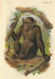 'The Bald Chimpanzee', 1897. Artist: Henry Ogg Forbes.