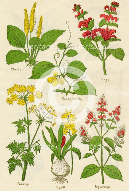 Flowers: Plantain, Sarsaparilla, Sage, Parsley, Squill, Peppermint, c1940. Artist: Unknown.