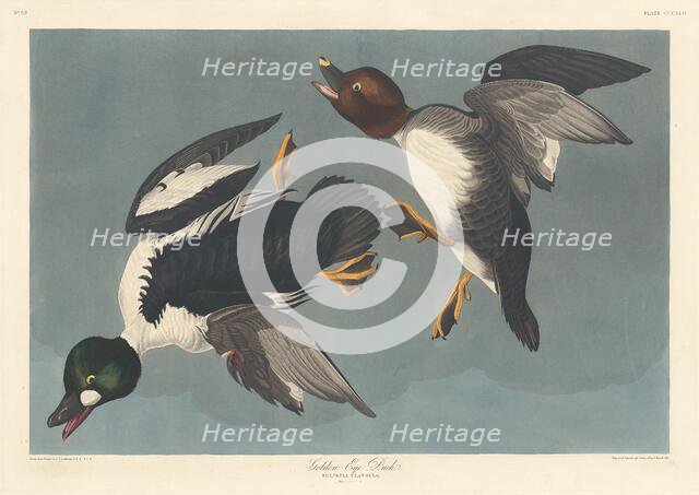 Golden-eye Duck, 1836. Creator: Robert Havell.