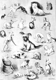 Nature’s Fitful Moments: sketches at the Terrier Club Show, 1890. Creator: Carl Hentschel.