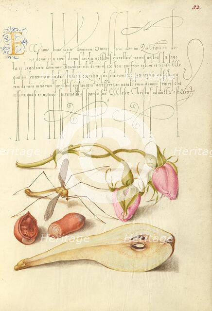 French Rose, Crane Fly, European Filbert, and Common Pear, 1561-1562; illumination added 1591-1596. Creator: Joris Hoefnagel.