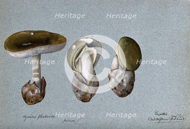Death cap fungus (Amanita phalloides): three fruiting bodies, 1896. Creator: Cecil Henry Spencer Perceval.