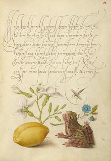 Gillyflower, Insect, Germander, Almond, and Frog, 1561-1562; illumination added 1591-1596. Creator: Joris Hoefnagel.