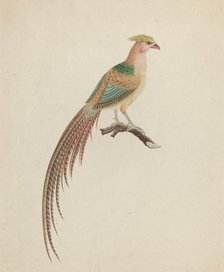 Golden Pheasant (Chrysolophus pictus), c. 1801. Creator: Unknown.