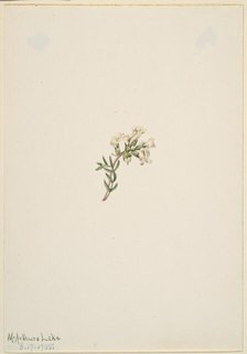 Untitled--Flower Study, 1905. Creator: Mary Vaux Walcott.