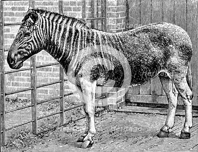 Quagga mare in London Zoo, c1870. Artist: Unknown