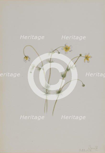 Water Crowfoot (Batrachium trichophyllum), 1918. Creator: Mary Vaux Walcott.