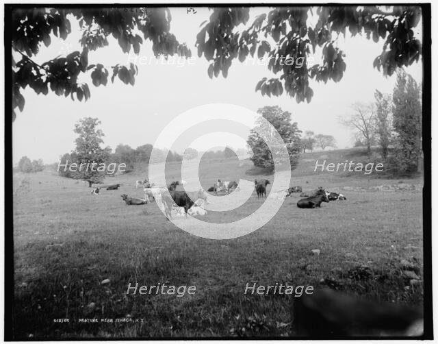 Pasture near Ithaca, N.Y., c1900. Creator: Unknown.