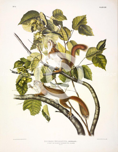 Red Squirrel, Sciurus Hudsonius, 1845.