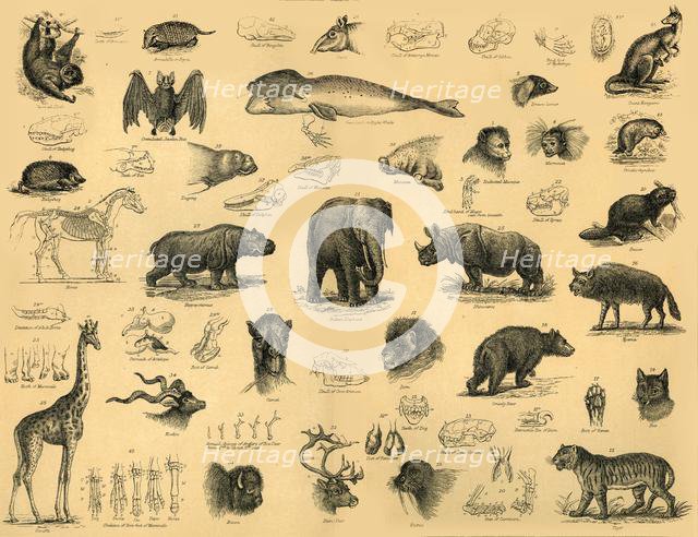 'Mammals', c1910. Creator: Unknown.