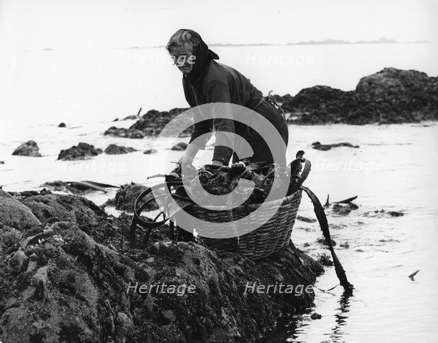 Gathering seaweed, Portugal, c1960s.